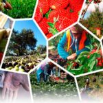 UGT AGRICULTURA JCCM